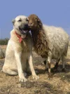 dog ziege.webp