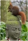 eichhörnchen.webp