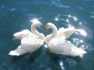swan3.webp