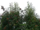 Papagei 002.webp