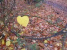 img_0152-Herz-2-you.webp