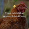 hühner.webp