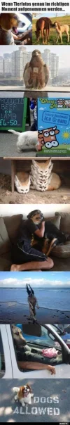 Tiere.webp