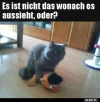 katze.webp