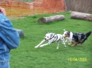 Hundeschule_0082.webp