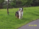Hundeschule_0145.webp