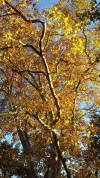 20201106_153426.webp