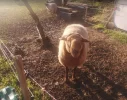 Keiler der Schafbock.webp