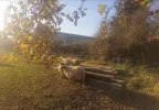 Keilers Schafherde.webp