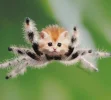 animals-photoshopped-cats-koty-vezde-66-5dad80ac33ddb__880.webp
