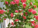 full_kamelierot003.webp