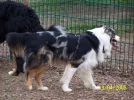 Hundeschule_0083.webp