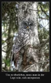 7 eule.webp
