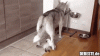1 husky.gif
