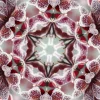 kaleidoscopeLime-20201216-115207.jpeg