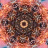 kaleidoscopeLime-20201216-115519.jpeg