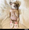 7 Hundi.webp