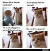 7 katze.webp