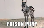 7 gefängnispony.webp