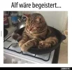 7 alf wäre begeistert.webp