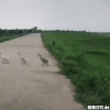 7 gänsemarsch.gif