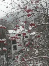 IMG_20210117_121715.webp