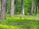 IMG_1375.webp