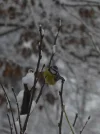 P1030570.webp