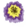 lila gelbe blume.webp