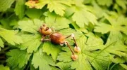 7 Eichelmännchen im grünen.webp