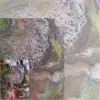 persephone 2.webp