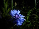 P1000214.webp