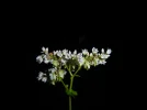 P1000204.webp