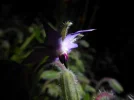 P1000217.webp