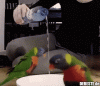 7 ich wenn die kaffeemaschie läuft.gif