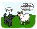 7 pudel schwarzes schaf.webp