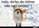 7 fuchs.webp