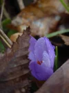 P1030789.webp