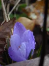 P1030790.webp