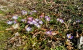 Frühlingsboten_4.webp