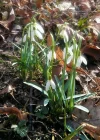 Frühlingsboten_7.webp