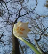 Frühlingsboten_1.webp