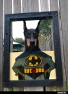 7 batmanhund.webp
