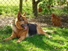 !! Hund im Zwinger.webp