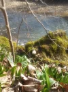 Frühlingsboten_4 (1).webp