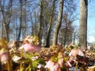 Schneerosen_1.webp