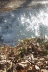Frühlingsboten_3 (1).webp