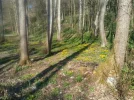 Frühlingsgrüße Park_10.webp