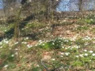 Sternchen in der Wiese_2.webp