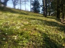 Sternchen in der Wiese_1.webp